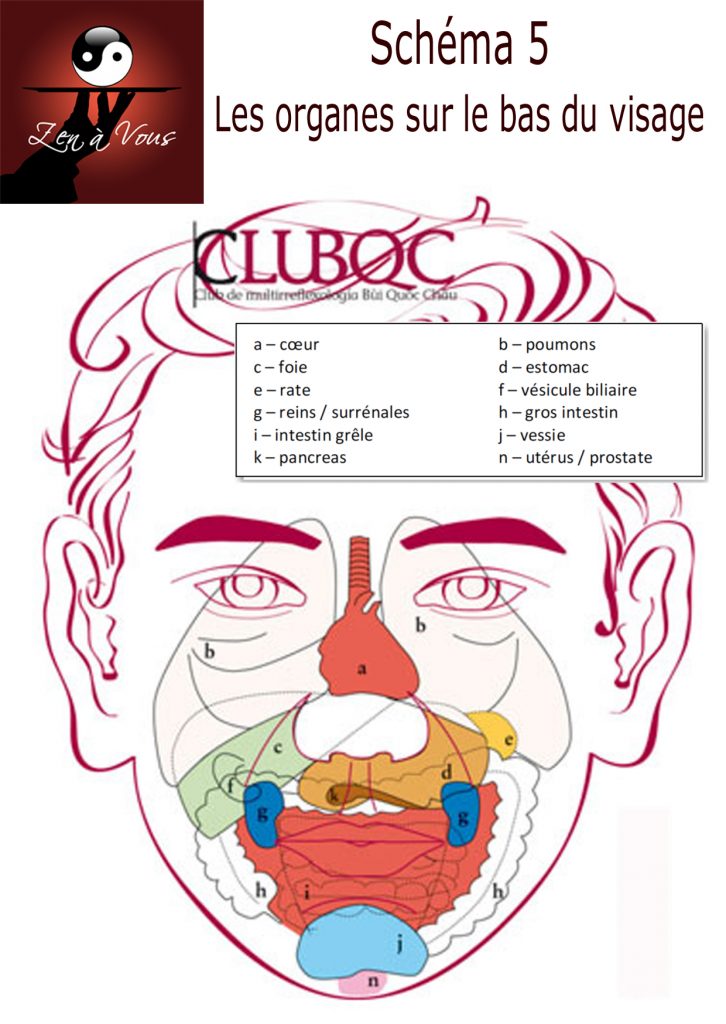 Schéma 5 - Les organes sur le bas du visage